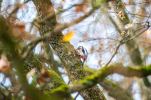 Go-Bird-Spotting